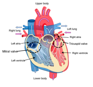 Heart Disease | APEX